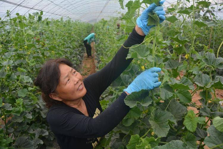 冷棚香瓜种植技术
