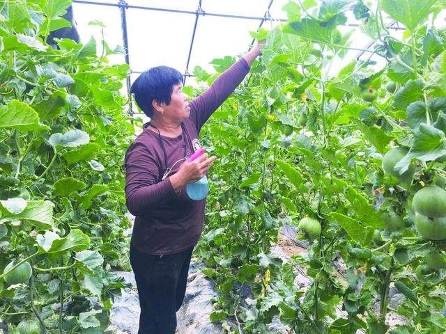 冷棚香瓜种植技术