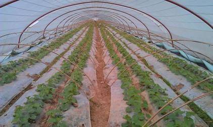 冷棚香瓜种植技术