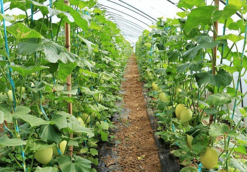 冷棚香瓜种植技术