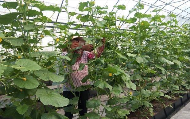 冷棚香瓜种植技术