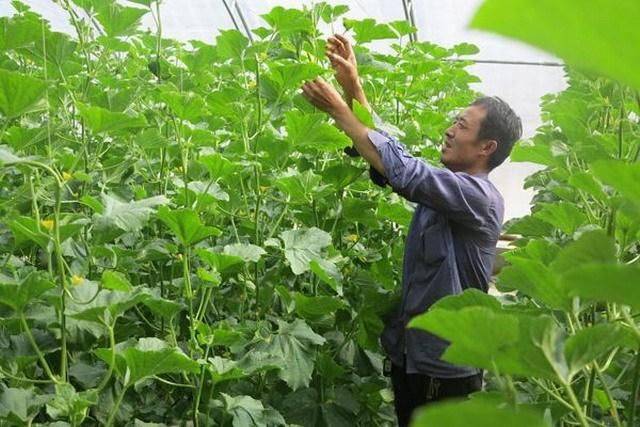 冷棚香瓜种植技术