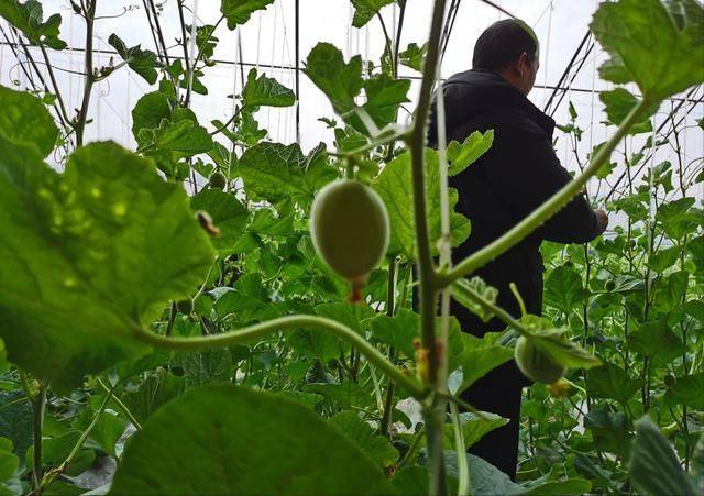 冷棚香瓜种植技术
