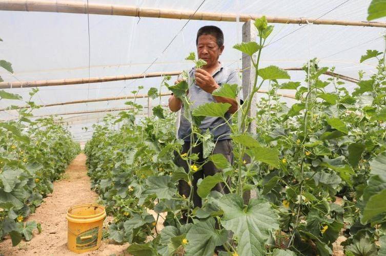 冷棚香瓜种植技术