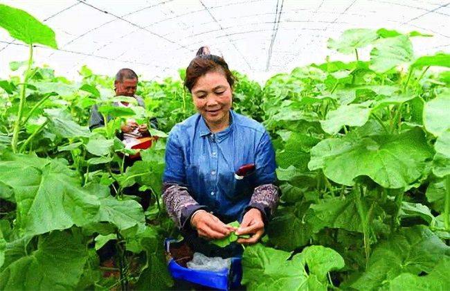 冷棚香瓜种植技术