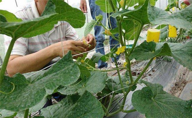 冷棚香瓜种植技术