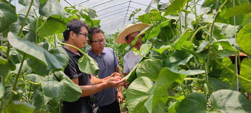 冷棚香瓜种植技术