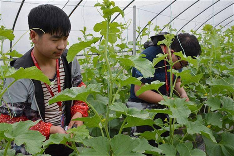 冷棚香瓜种植技术