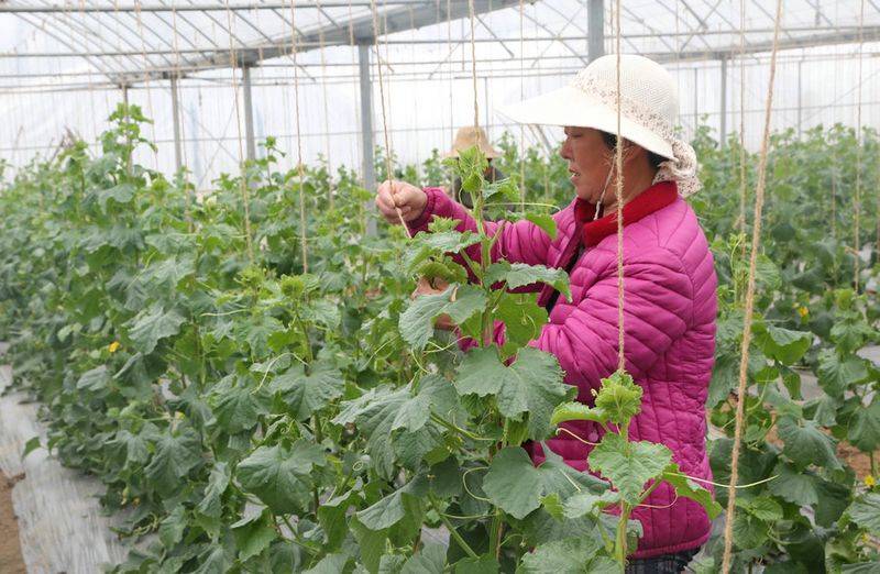 冷棚香瓜种植技术