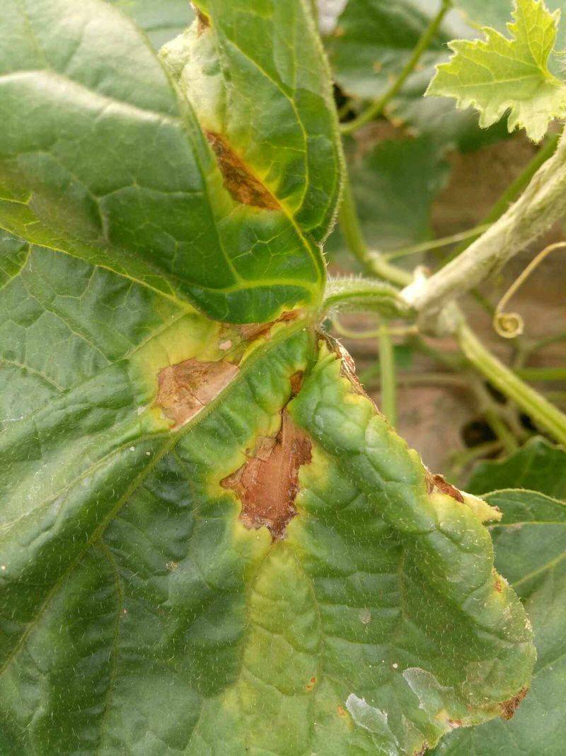 冷棚香瓜种植技术