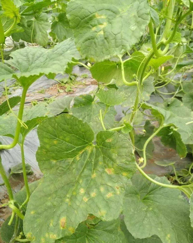 冷棚香瓜种植技术