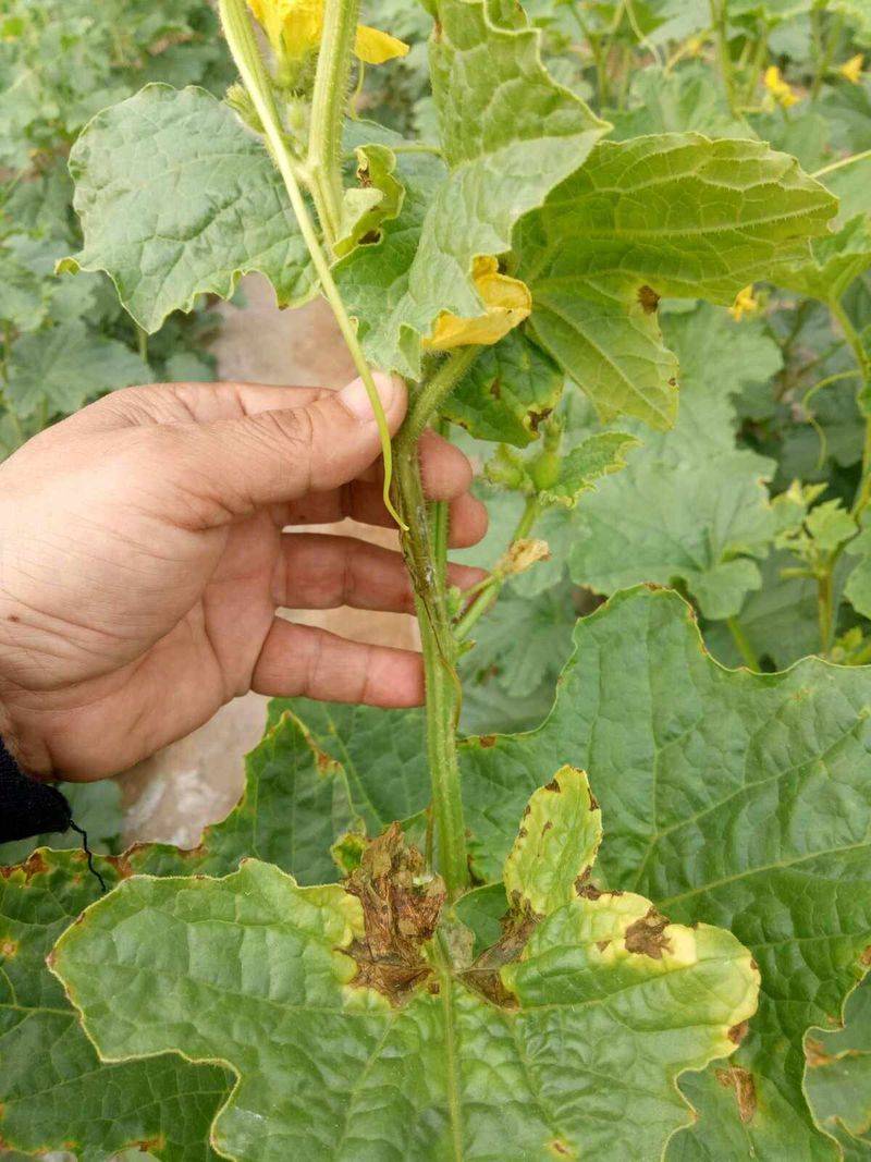 冷棚香瓜种植技术