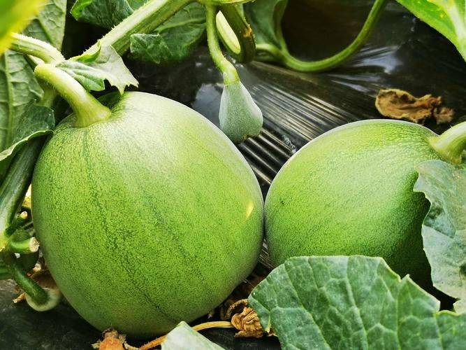 冷棚香瓜种植技术