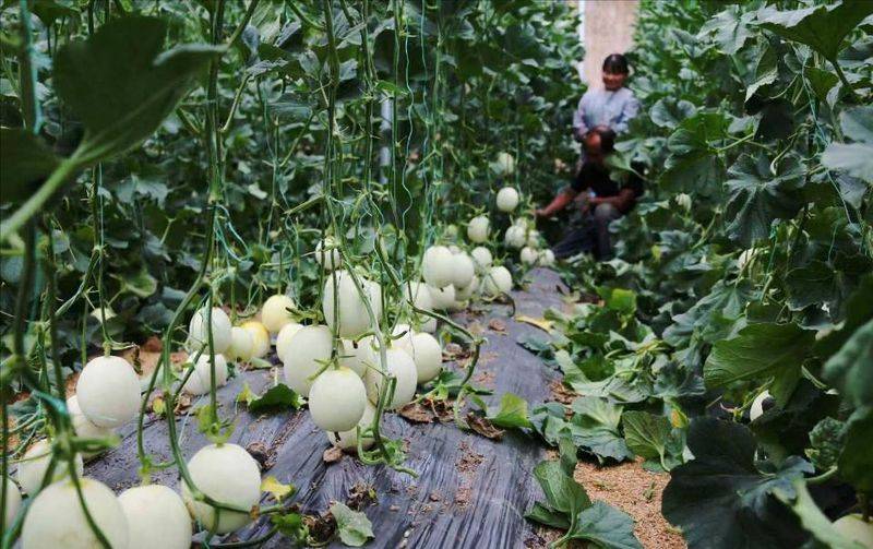 冷棚香瓜种植技术