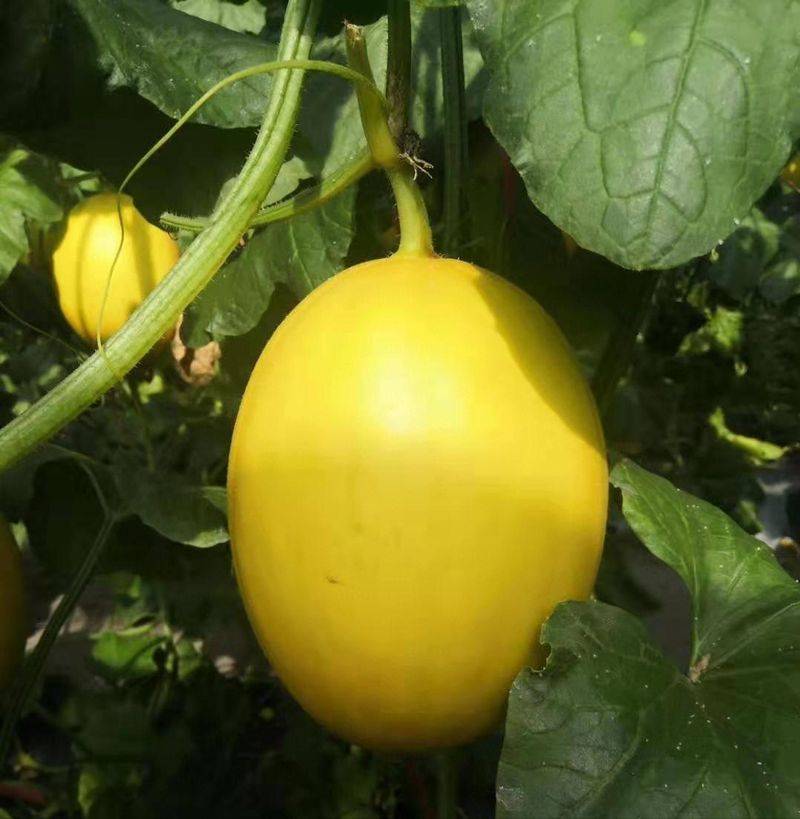冷棚香瓜种植技术