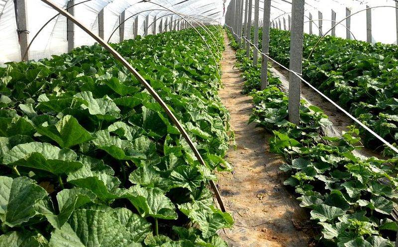 冷棚香瓜种植技术