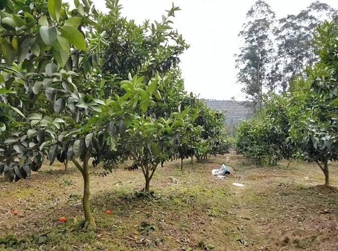 贡柑种植技术大全