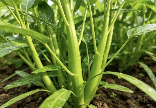 空心菜有“受虐倾向”，你越虐，它越粗！记住3个“虐菜”绝招
