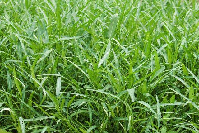 水空心菜的种植方法