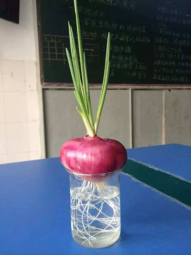 今年紫皮洋葱籽售价多少