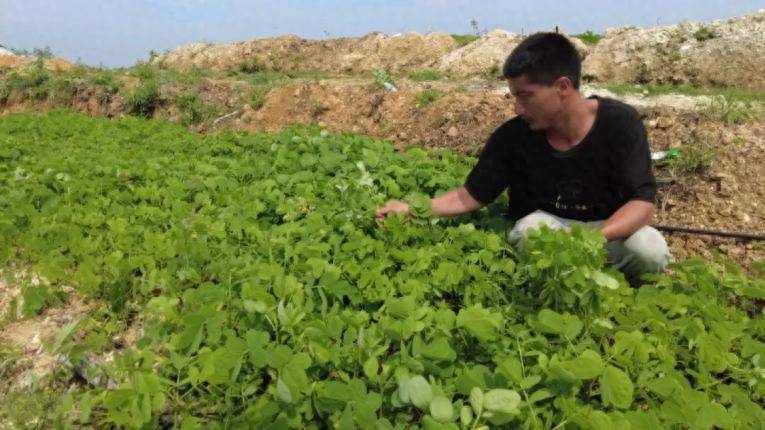 Oil and tea fruit cultivation techniques