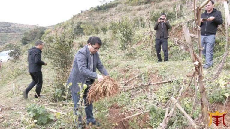 Oil and tea fruit cultivation techniques