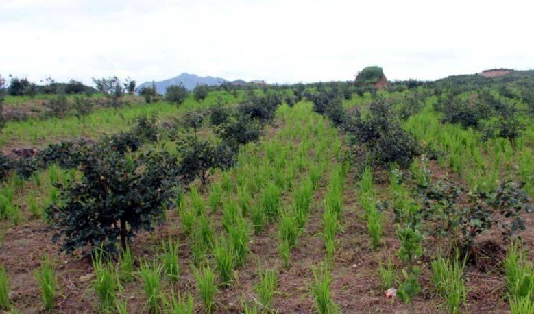 Oil and tea fruit cultivation techniques