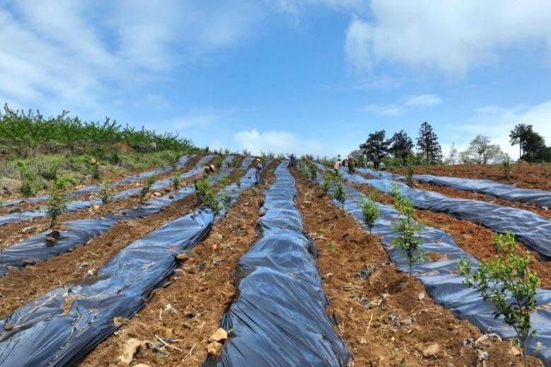 Oil and tea fruit cultivation techniques