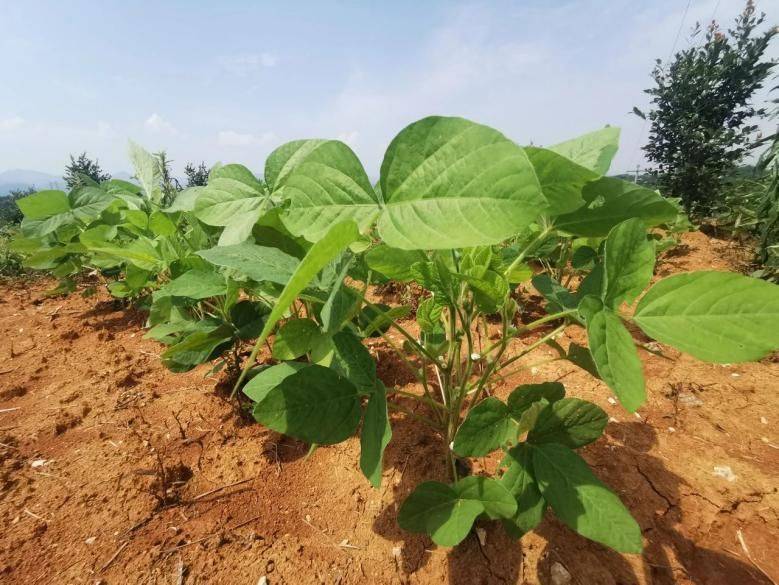 Oil and tea fruit cultivation techniques