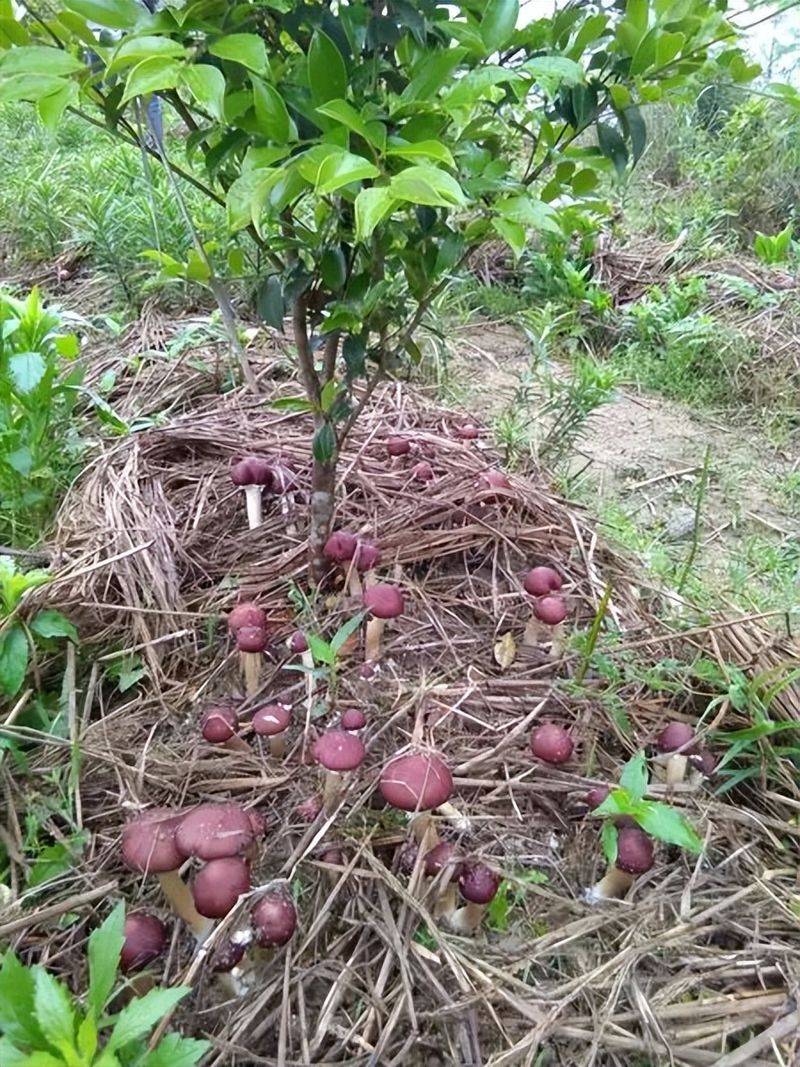 Oil and tea fruit cultivation techniques