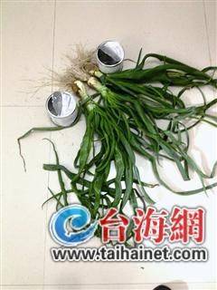 今年紫皮洋葱籽售价多少