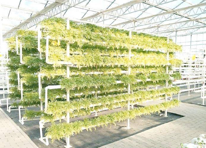 室内种植蔬菜技术