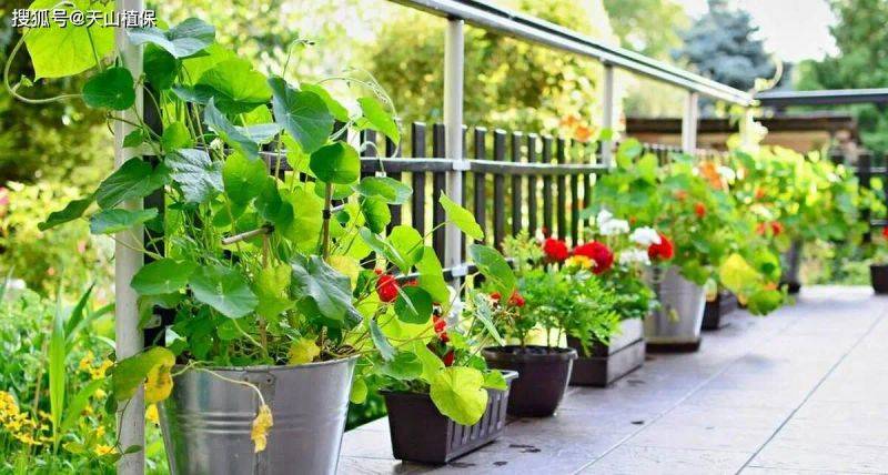 Vegetables on the balcony