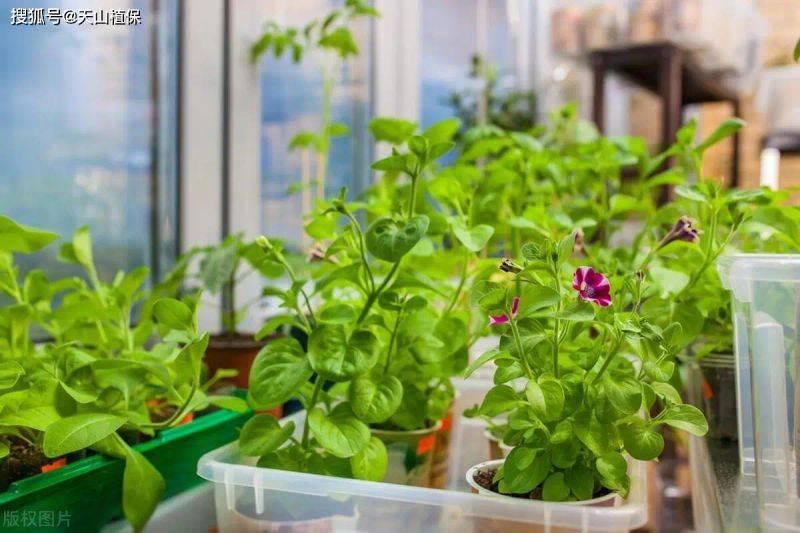 Vegetables on the balcony