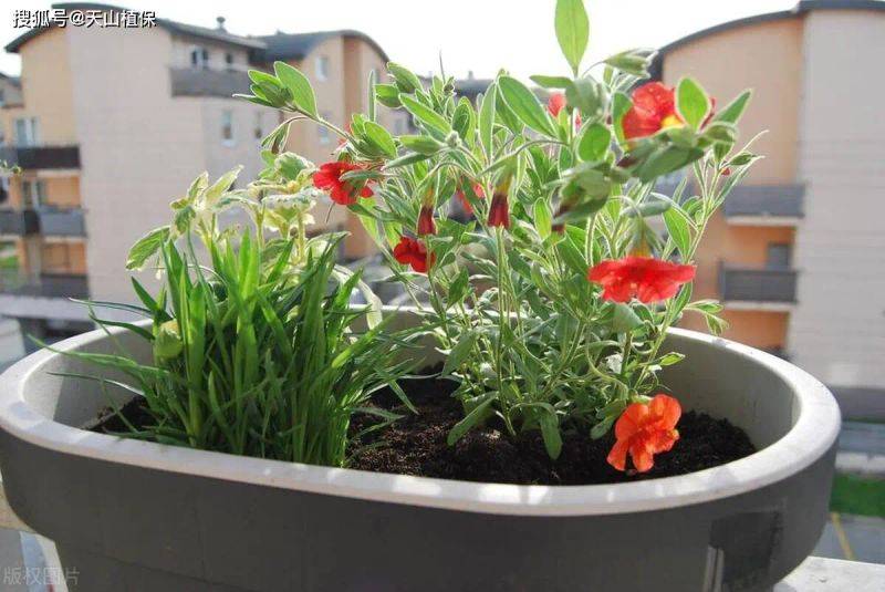Vegetables on the balcony
