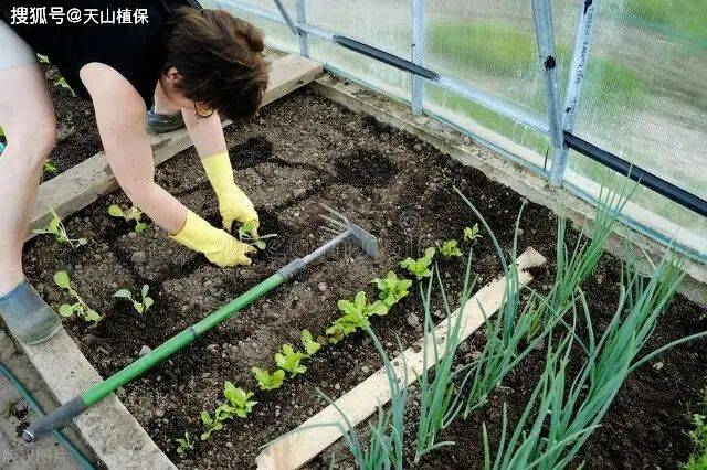 Vegetables on the balcony