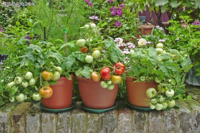 Vegetables on the balcony