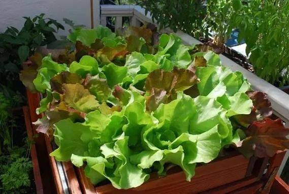 盆栽蔬菜：好种好看好滋味