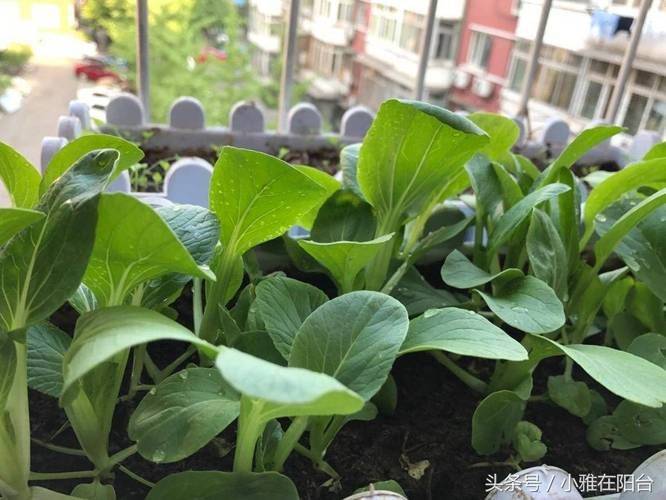 室内种植蔬菜技术