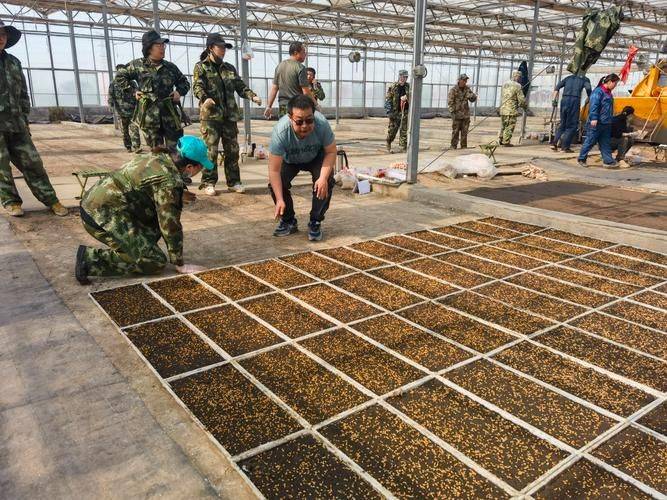 Recent rice cultivation techniques