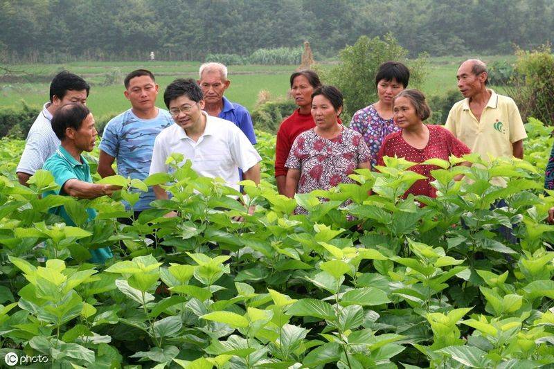 桑树种植技术要点
