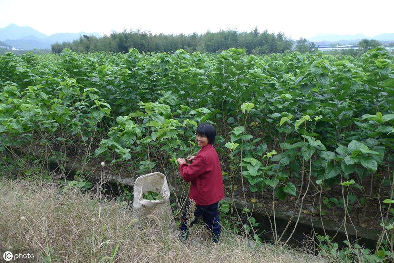 桑树种植技术要点