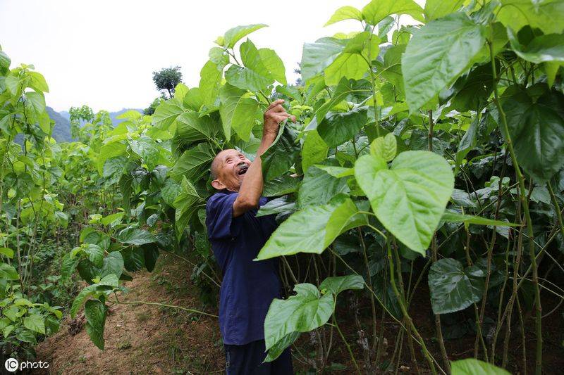 桑树种植技术要点