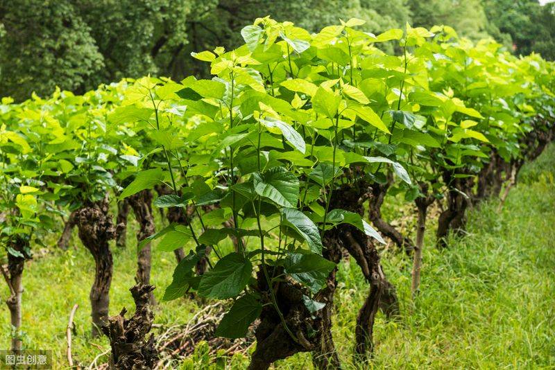 桑树种植技术要点