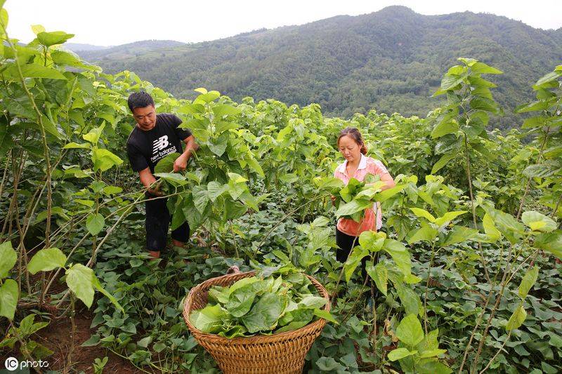 桑树种植技术要点