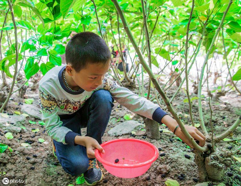 桑树种植技术要点