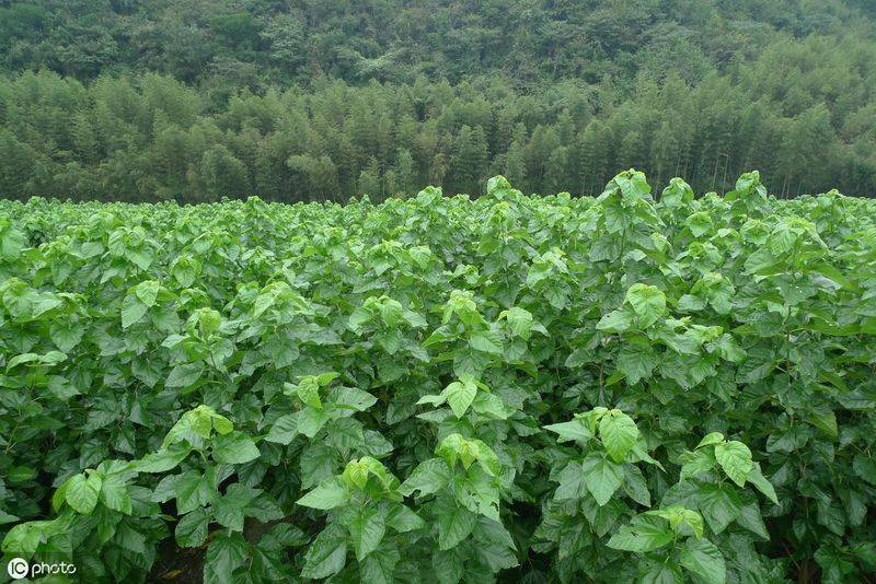 桑树种植技术要点