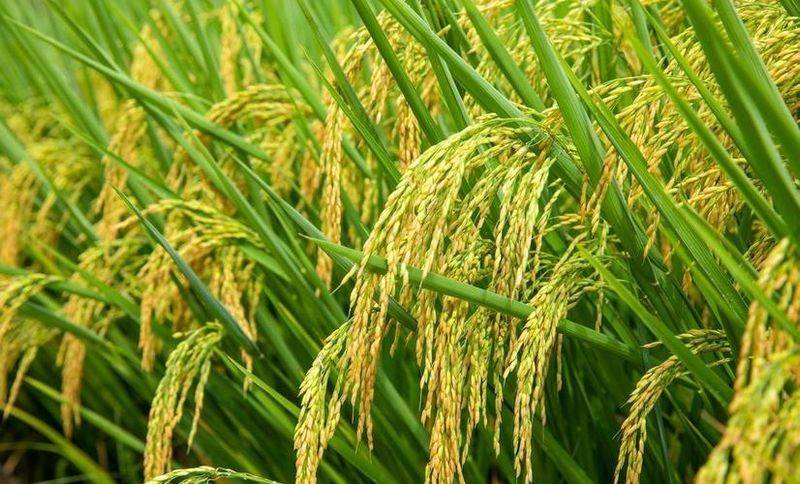 Recent rice cultivation techniques
