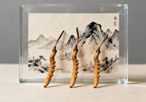 Artificial winter worm summer grass cultivation techniques