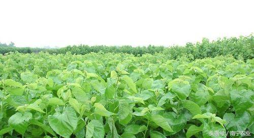 Technical aspects of sauna cultivation